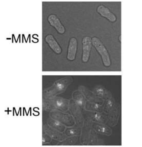 Immunofluorescence using anti-Rhp51 (S.pombe) antibodies