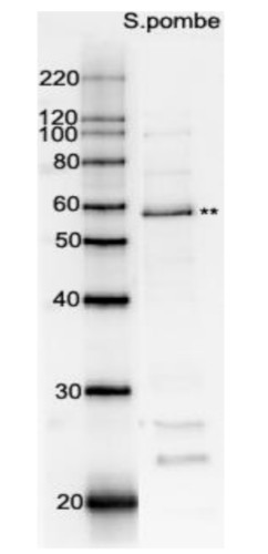 Western blot using anti-Rad22 (yeast) antibodies