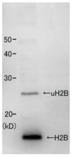 Western blot using anti-histone H2B (yeast) antibodies