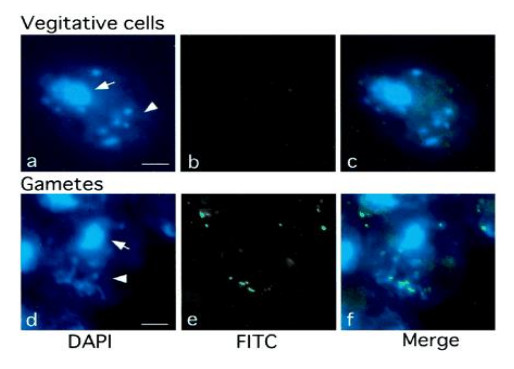 Immunolocalization using anti-5-methylocysteine monoclonal antibodies