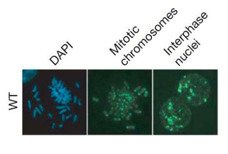 Immunofluorescence using anti-5MeC monoclonal antibodies on mouse embryonic stem cells
