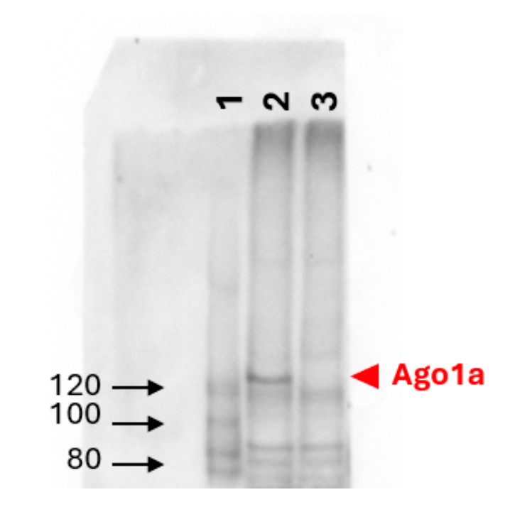 Western blot using anti-rice AGO1a antibodies