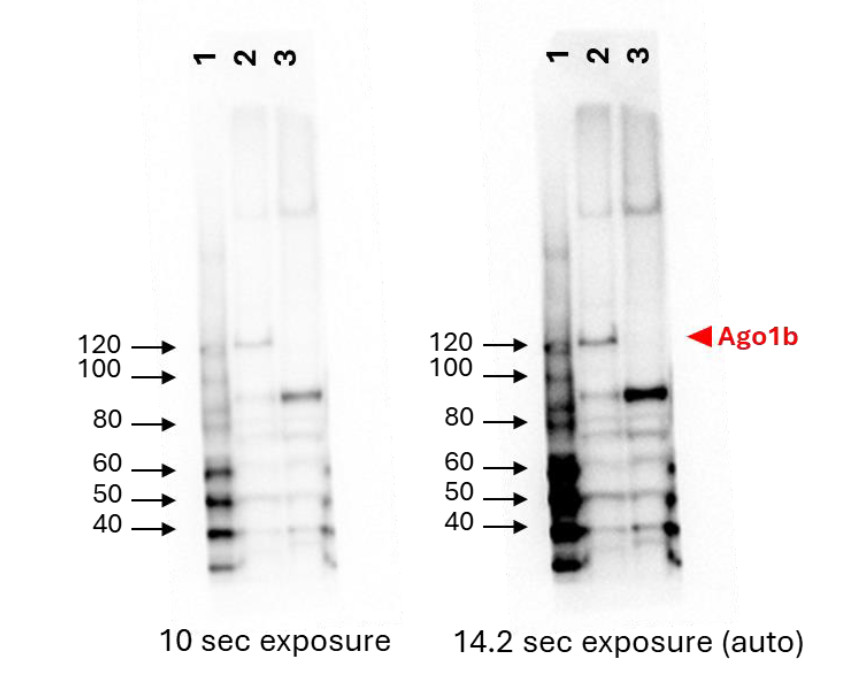 Western blot using anti rice AGO1b antibodies