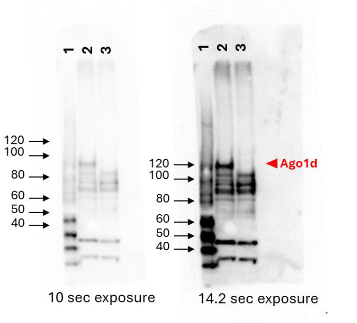 Western blot using anti-rice AGO1d antibodies