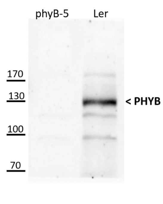 Western blot using anti-PhyB polyclonal antibodies