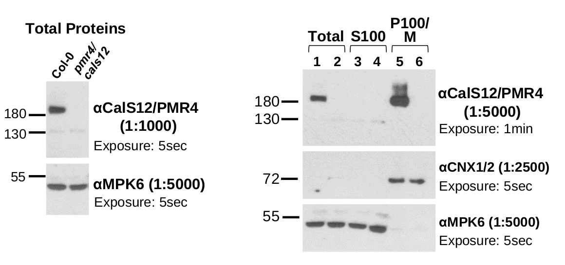 Western blot using anti-callose synthase 12 antibodies