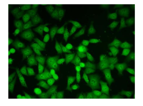 Immunofluorescence using anti-GLO1 (vertebrates) antibodies