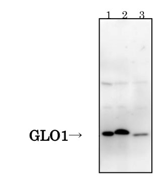 Western blot using anti-GLO1 (vertebrate) antibodies
