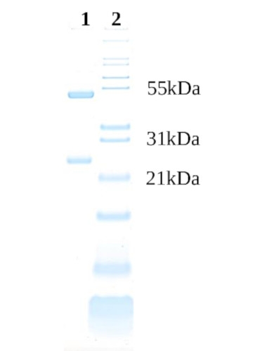 Purity confirmation of Agrisera goat anti-human IgǴ (Fab')2 antibodies