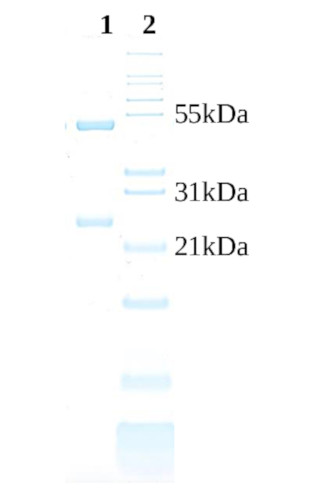 SDS-PAGE of goat anti-human IgG F(ab')z antibodies