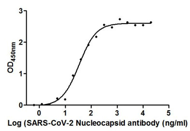 Functional ELISA showing binding activity of anti-SARS-CoV protein N antibodies