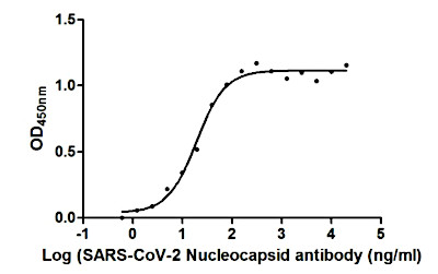 Binding activity of anti-nucleoprotein N monoclonal antibodies