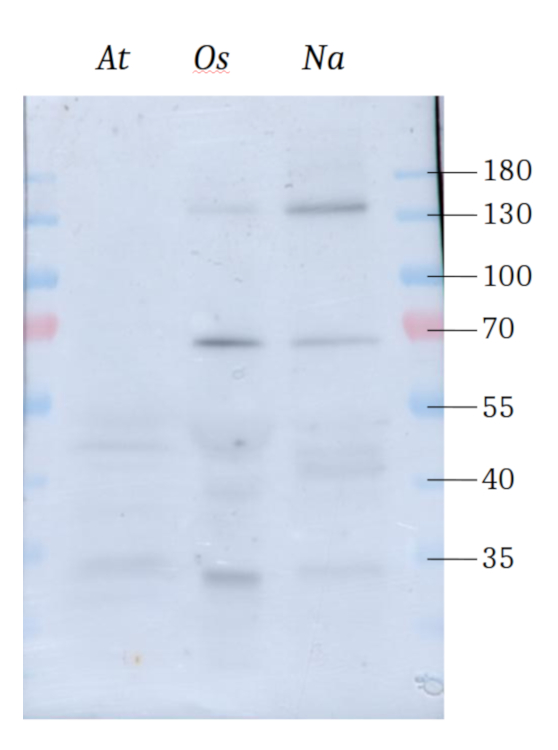 Western blot detection of NADP-ME in C3 plants