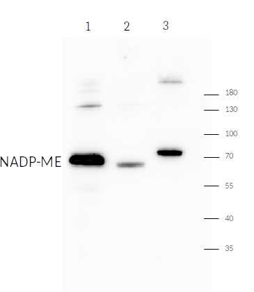 Western blot using anti-NADP-ME antibodies