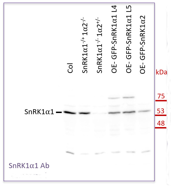 Western blot using anti-KIN10 antibodies