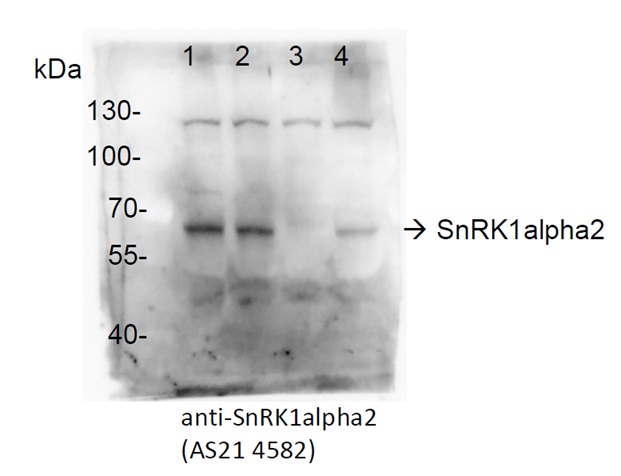 Western blot using anti-SnRK1alpha2 antibodies
