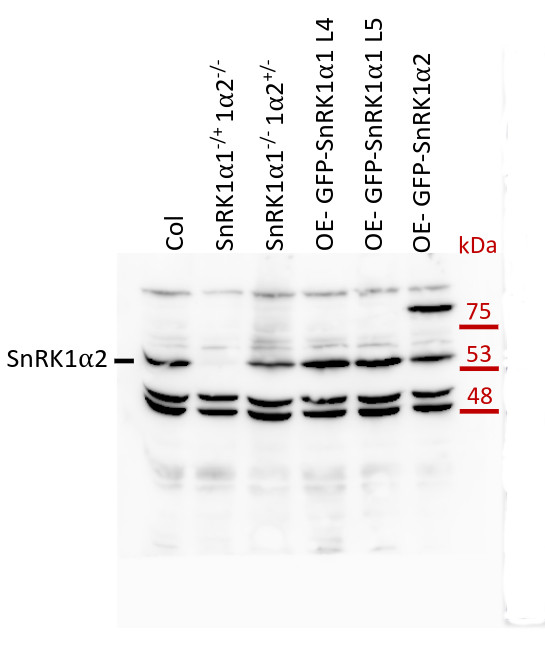 Western blot using anti-KIN11 antibodies