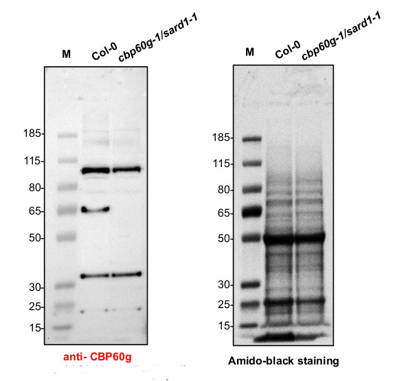Western blot using anti-plant CBG60G antibodies