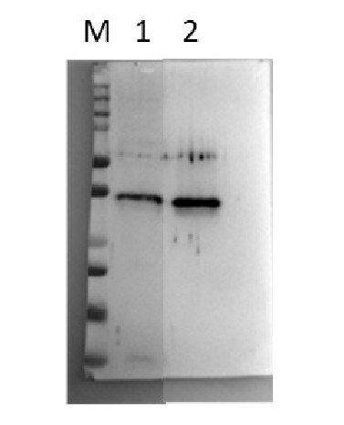 Western blot detection using anti-LEA6 antibodies