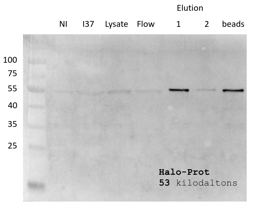 Western blot detection of a recombinant protein using anti-Halo epitope tag antibodies