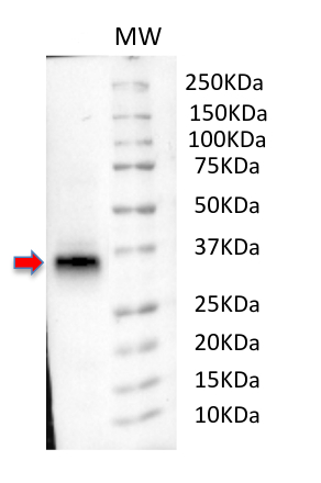 Western blot using anti-PDLP1 antibodies