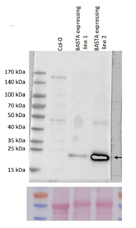 Western blot using anti-BAR (BASTA) antibodies