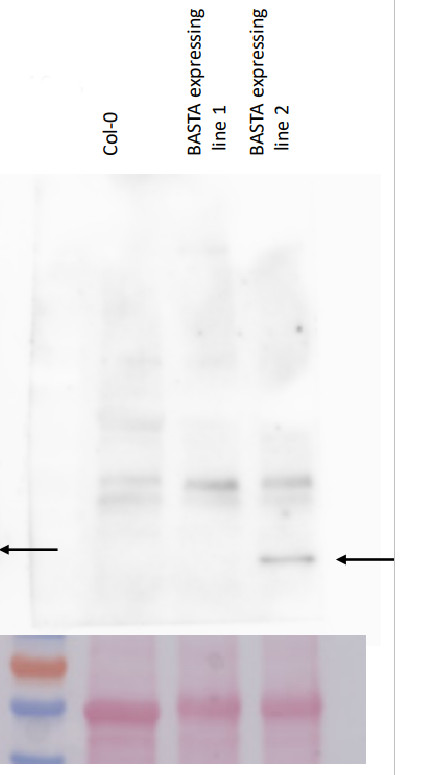 Western blot using anti-BAR (36-50) antibodies