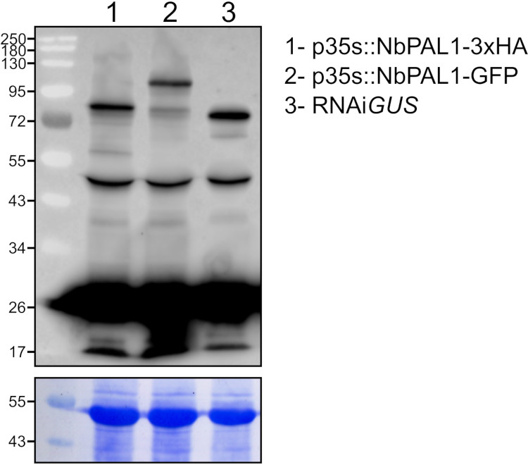 Western blot using anti phenylalanine ammonia-lyase 1-4