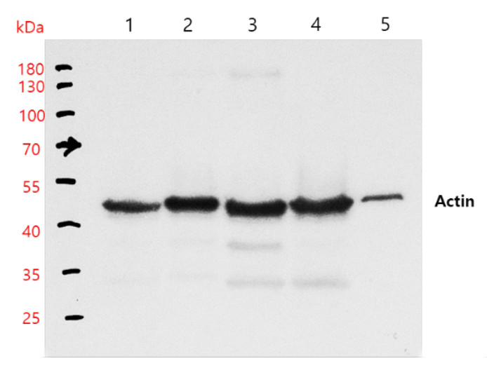 Detection of plant actin using recombinant monoclonal antibody