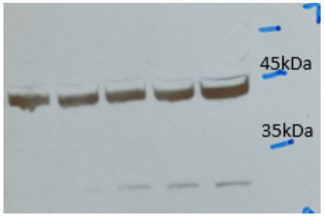 Western blot using anti-plant actin, mouse recombinant antibodies