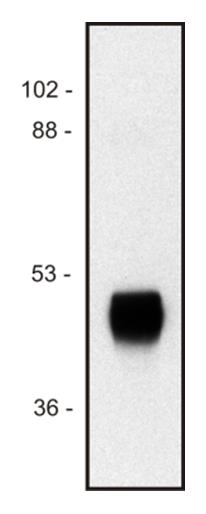 Western blot using anti-HRP monoclonal antibodies