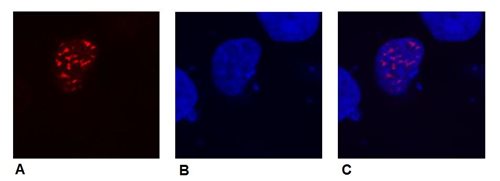 Immunolocalization using anti-DYKDDDDK (binds to Sigma FLAG®) mouse monoclonal antibodies