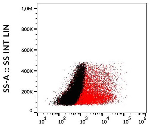 detection of transfected LST-1-c-Myc in HEK-293 cells using anti-c-Myc mouse monoclonal antibodies