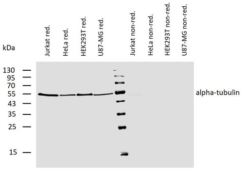 Western blot using antitubulin alpha chain, monoclonal antibodies