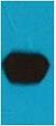 Western blot anti-mStrawberry