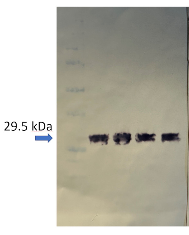 Western blot using anti-V5 antibodies