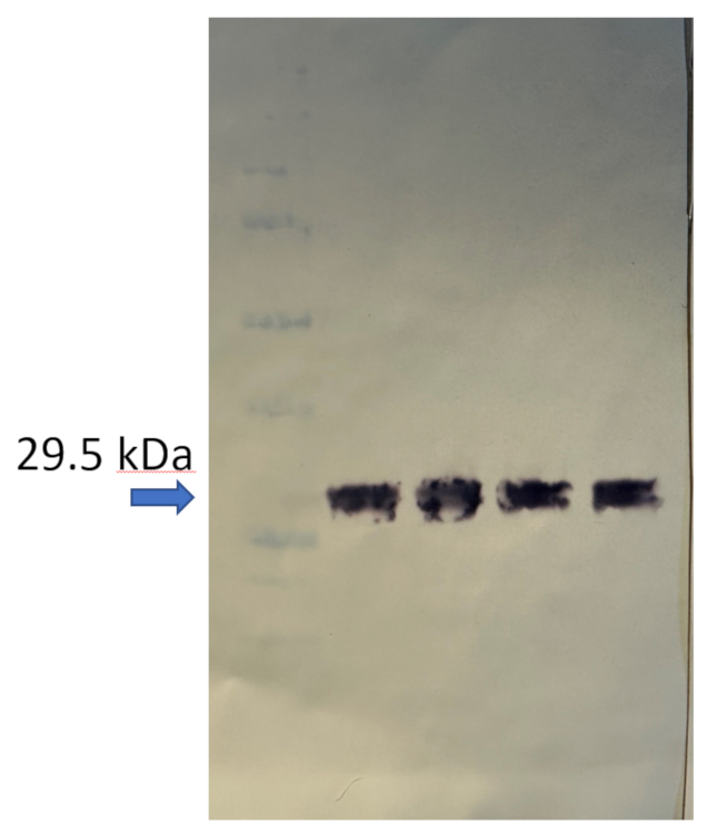 Immunofluorescence using anti-V5 antibodies