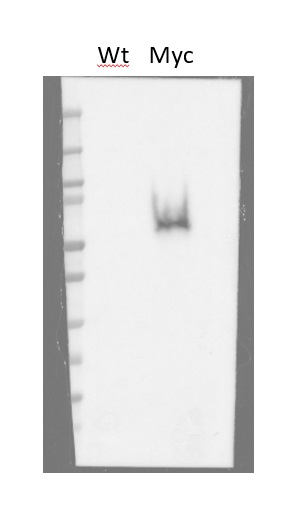 Western blot using anti-Myc antibodies on nuclear cell extract from A. taliana