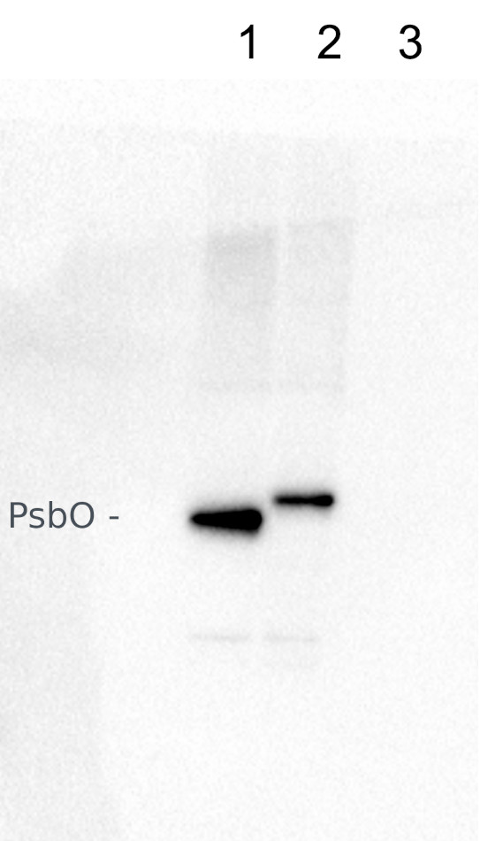 Western blot using anti-PsbO antibodies on cyanobacterial samples