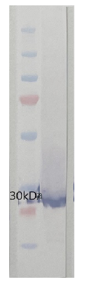 Western blot using anti-algal RbcS antibodies