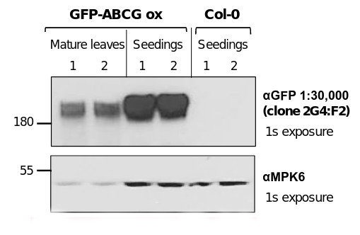 Western blot using anti-GFP antibodies on plant recombinant protein