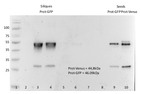 Western blot using monoclonal anti-GFP antibodies