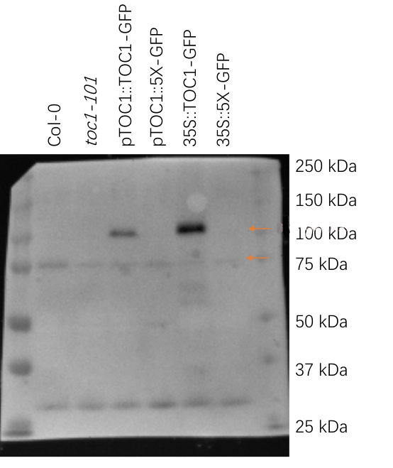 Western blot using anti-phosphorylated TOC1 antibodies