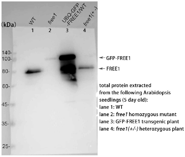 Western blot using anti-FREE1 antibodies