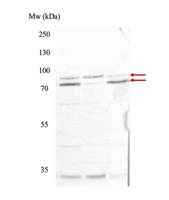 Western blot using anti-CUL4 antibodies