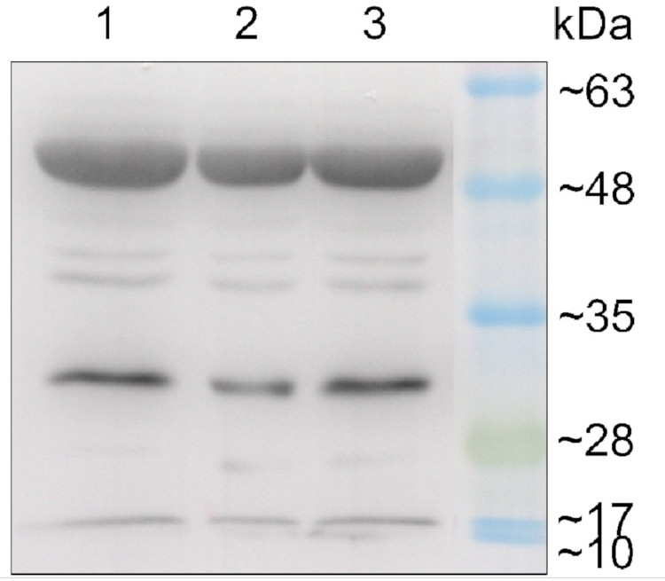 Western blot using anti-PetD antibodies