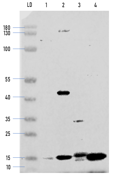 Western blot detection using anti-PetD antibodies