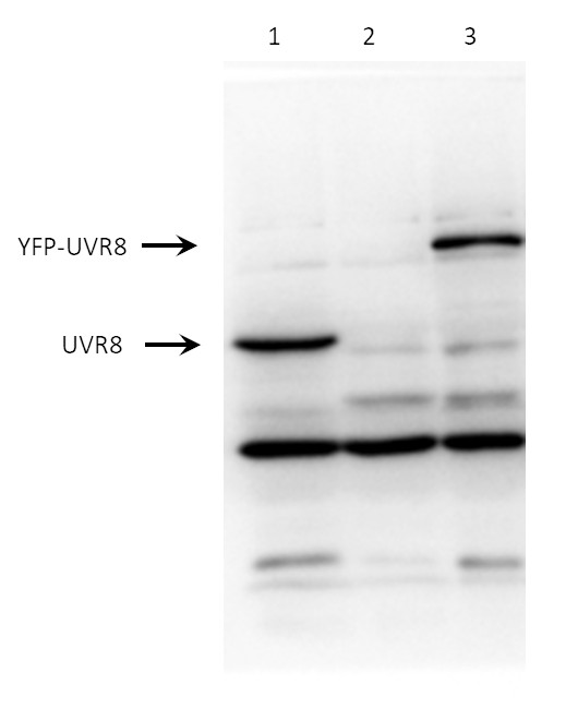 Western blot using anti-UVR8 antibodies