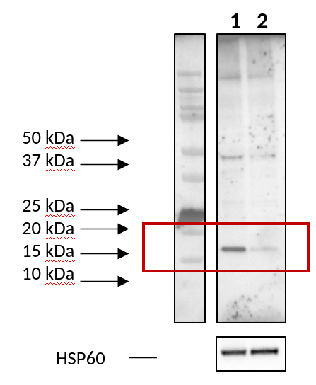 Western blot using anti-mouse AURKAIP antibodies