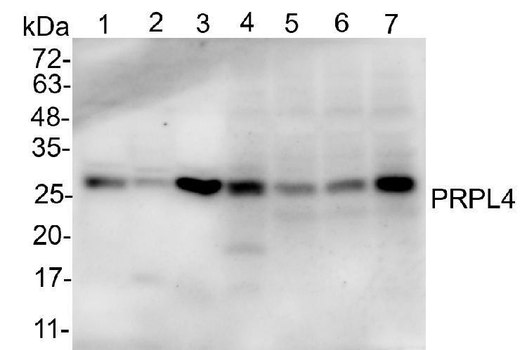 Western blot using anti-plant RPL4 antibodies